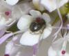 Ceratina parvula